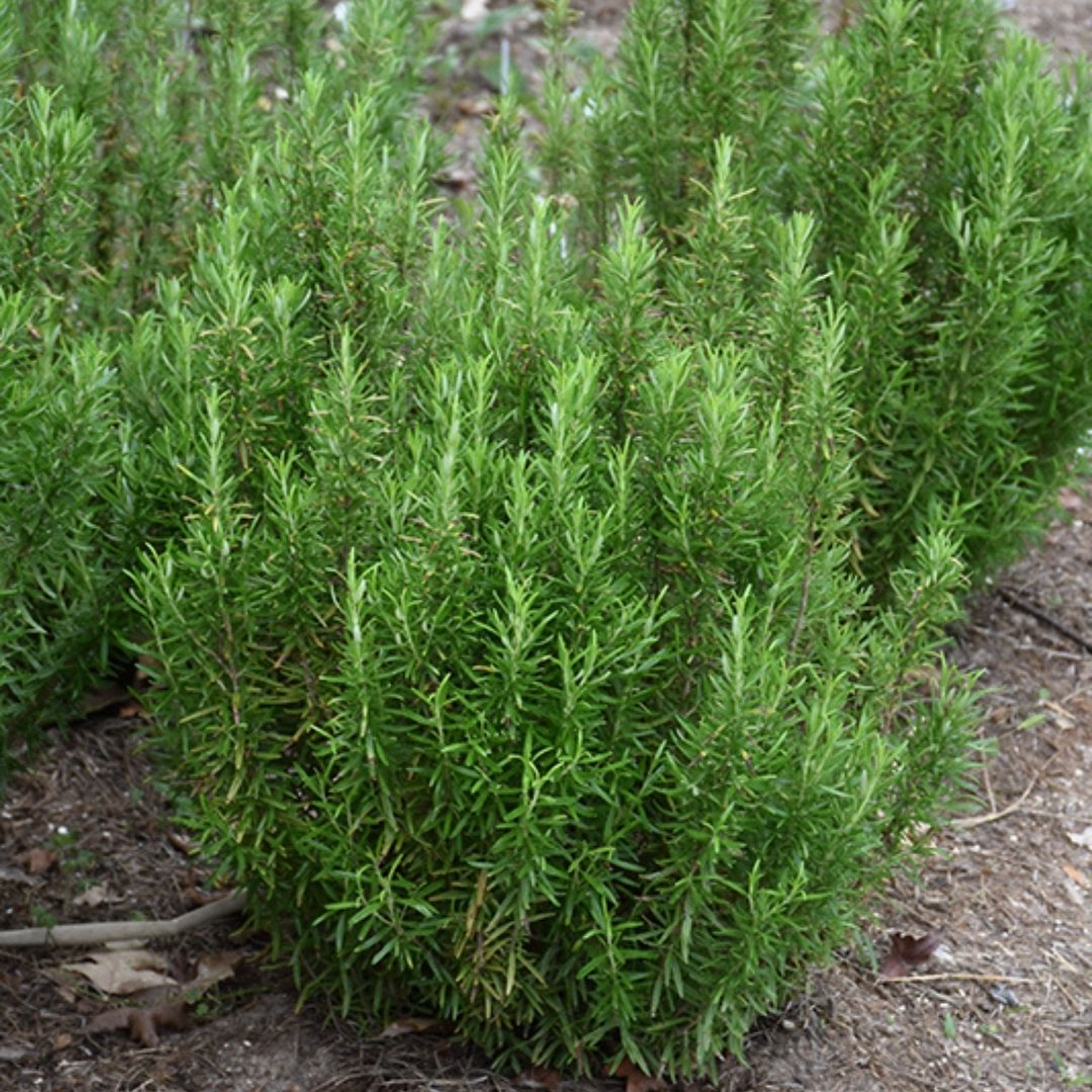 HERB - Rosemary - Barbeque