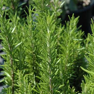 HERB - Rosemary - Barbeque