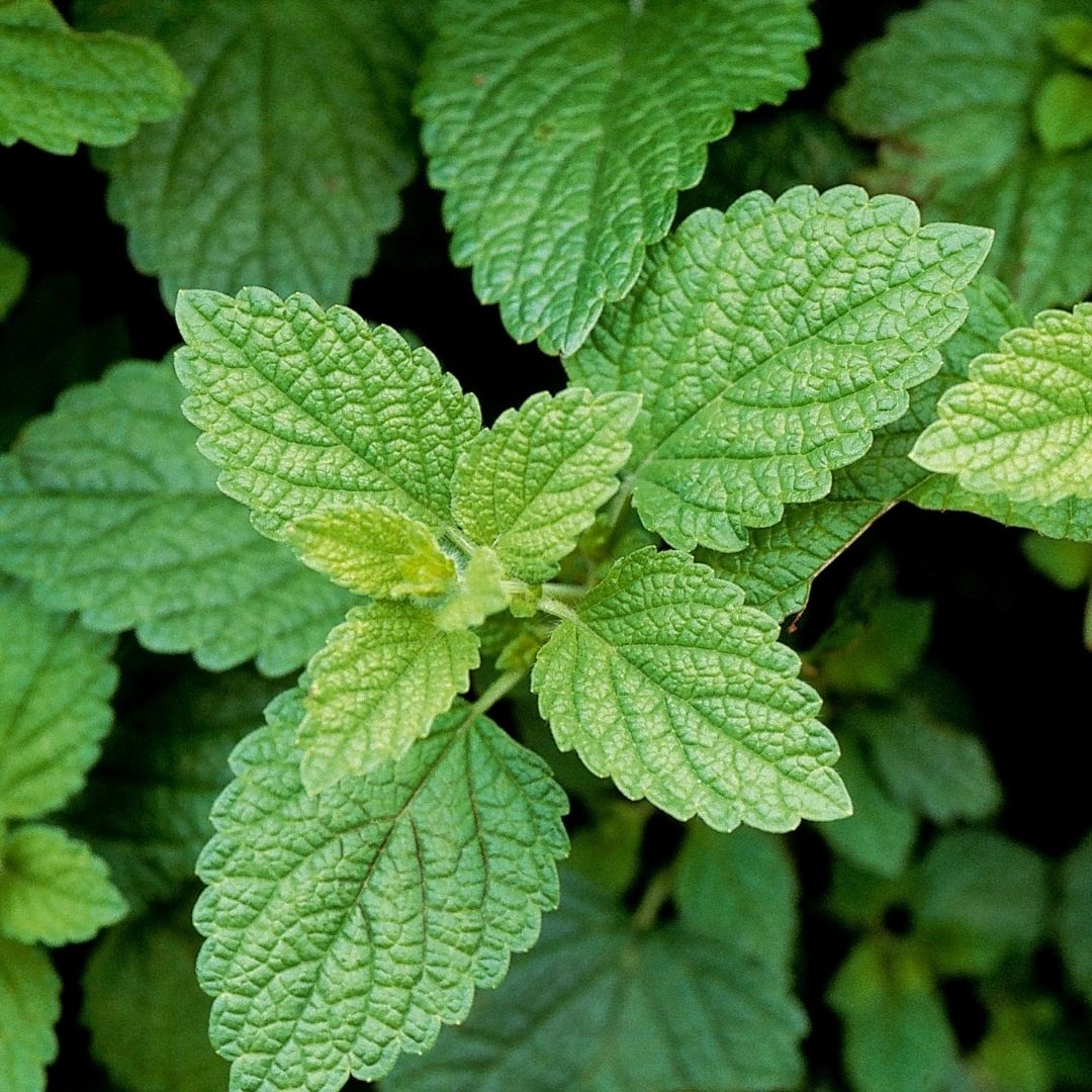 HERB - Tea - Lemon Balm