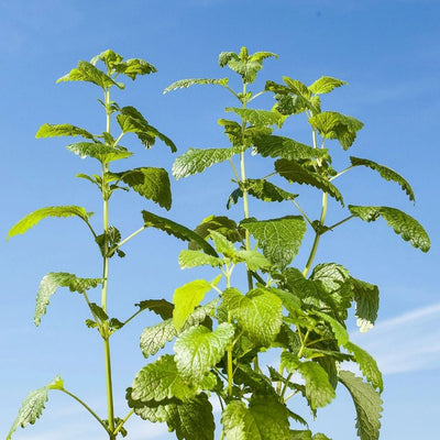 HERB - Tea - Lemon Balm