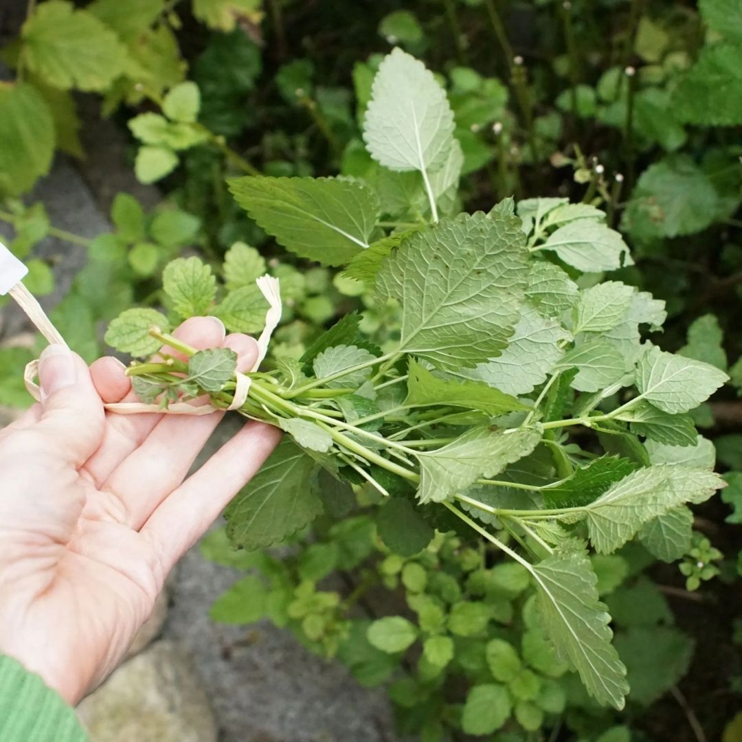 HERB - Tea - Lemon Balm