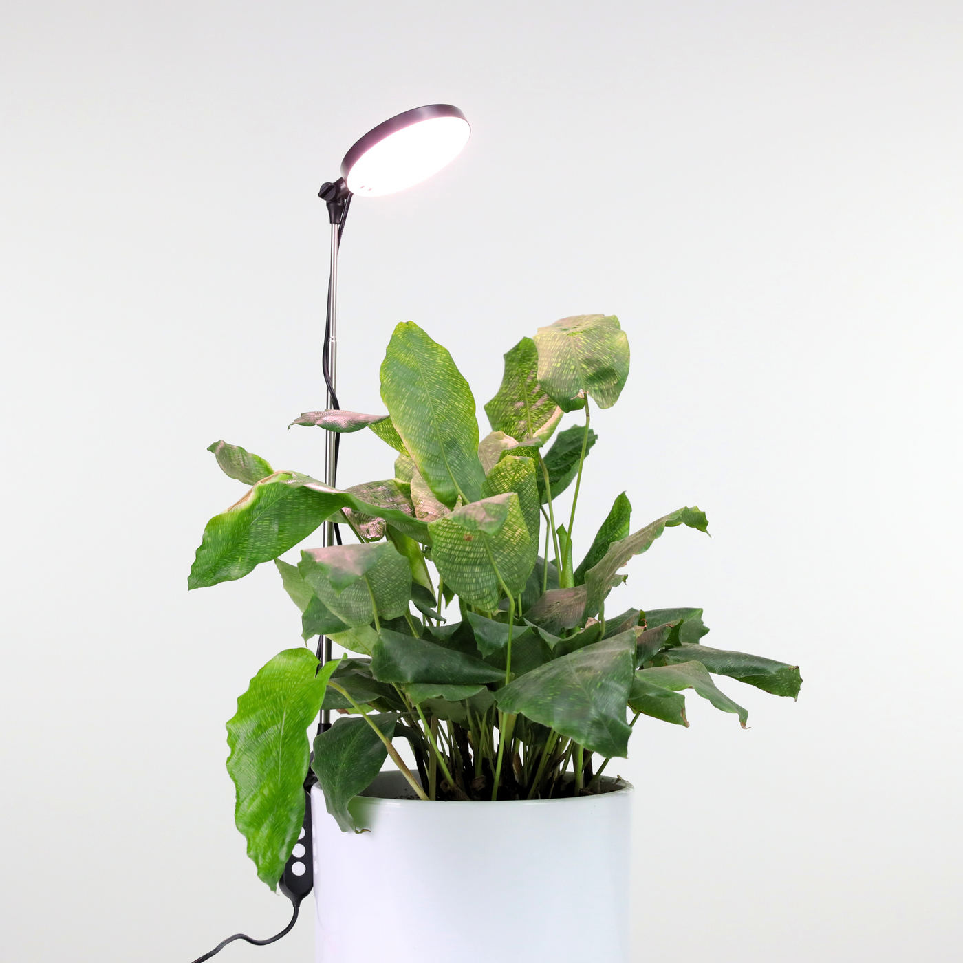 Mossify 28" Adjustable LED Plant Light, Black