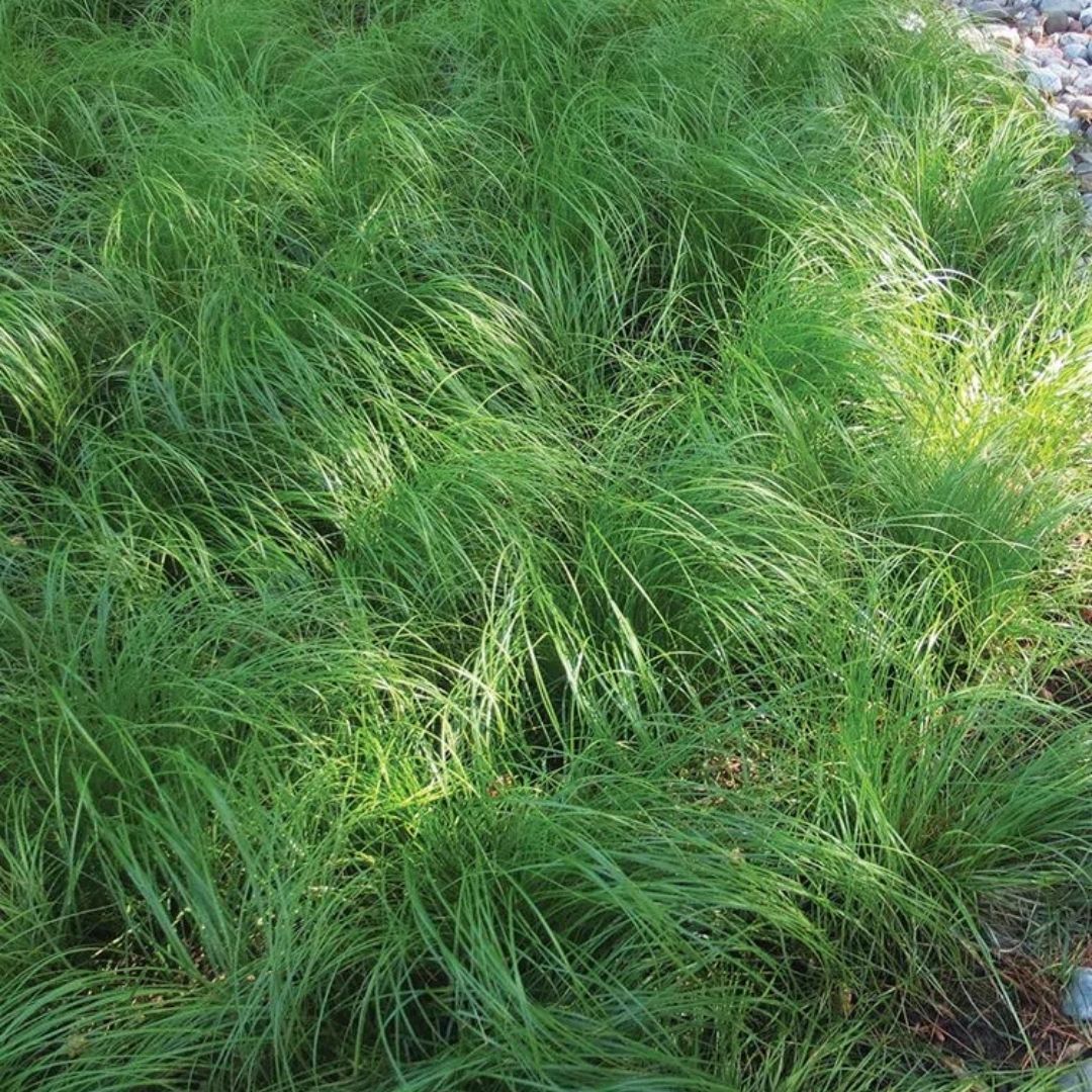 Grass - Carex pensylvanica (Pennsylvania Sedge) *TB*