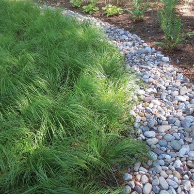 Grass - Carex pensylvanica (Pennsylvania Sedge) *TB*