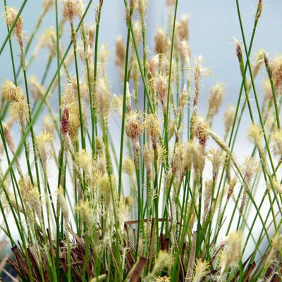 Grass - Carex pensylvanica (Pennsylvania Sedge) *TB*