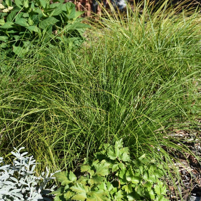 Grass - Carex pensylvanica (Pennsylvania Sedge) *TB*