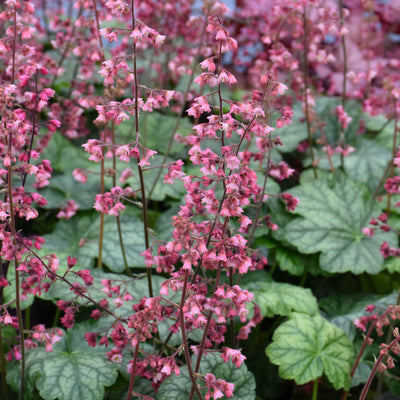 Heuchera 'Berry Timeless'