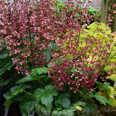 Heuchera 'Berry Timeless'