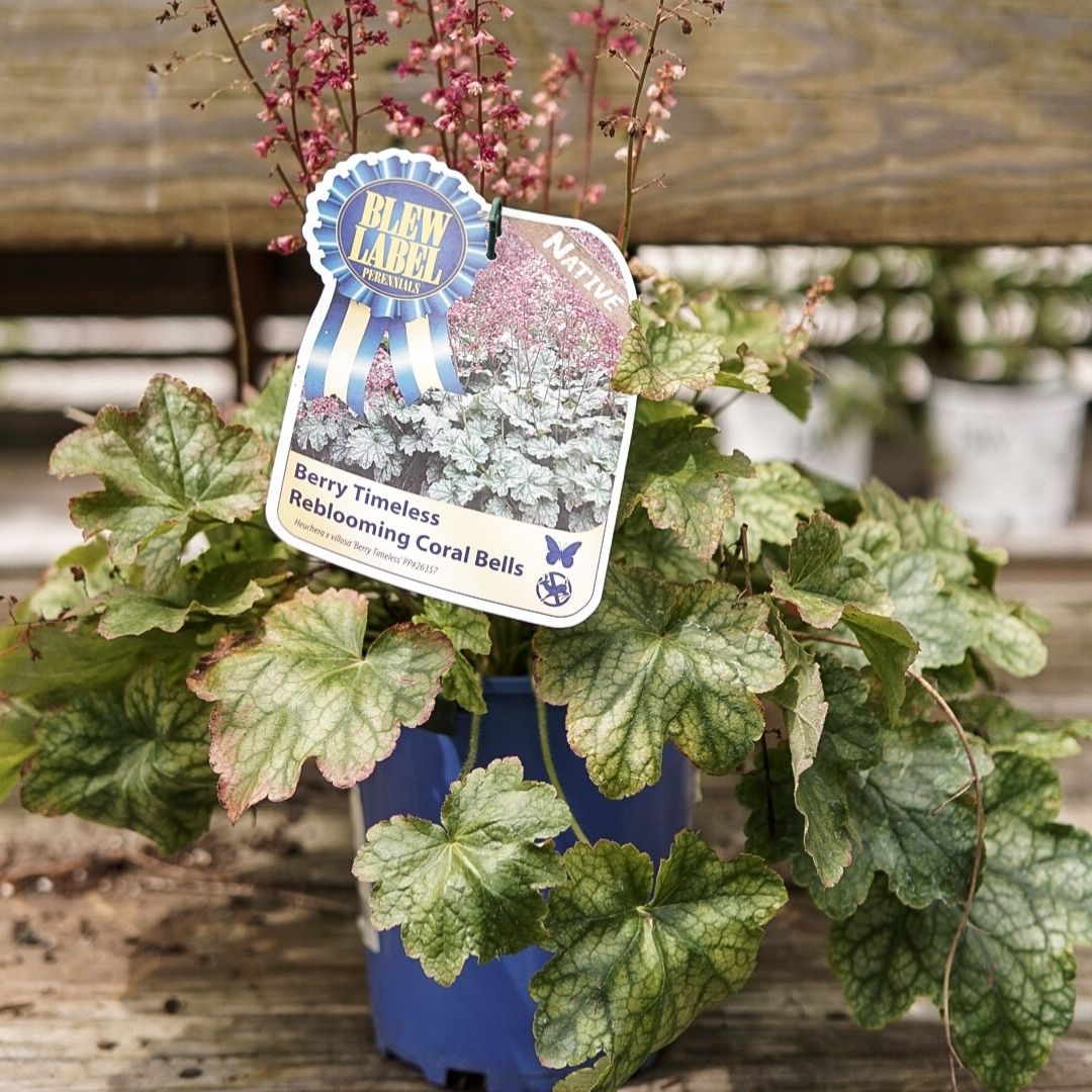 Heuchera 'Berry Timeless'