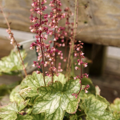 Heuchera 'Berry Timeless'