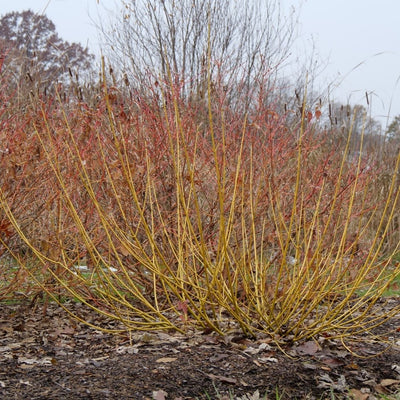 Cornus 'Arctic Fire Yellow' (PW)