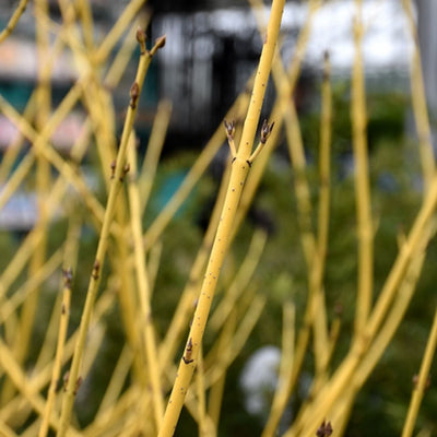 Cornus 'Arctic Fire Yellow' (PW)