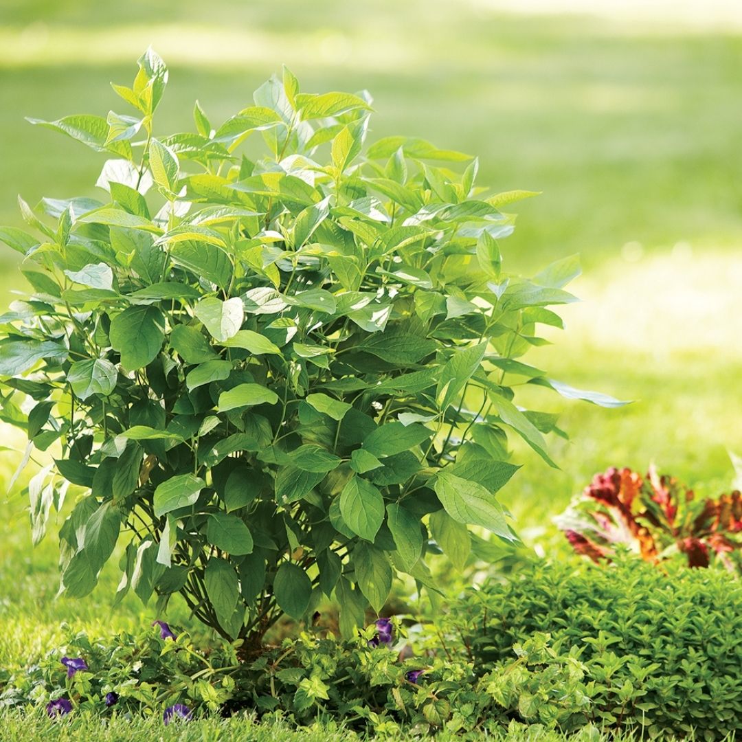 Cornus 'Arctic Fire Yellow' (PW)