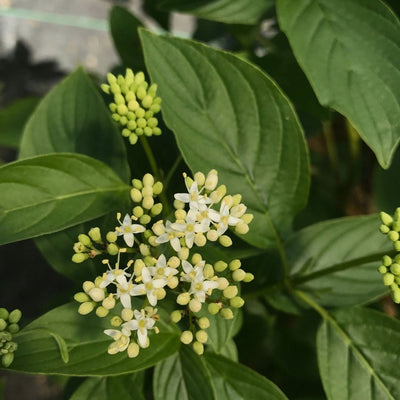 Cornus 'Arctic Fire Yellow' (PW)