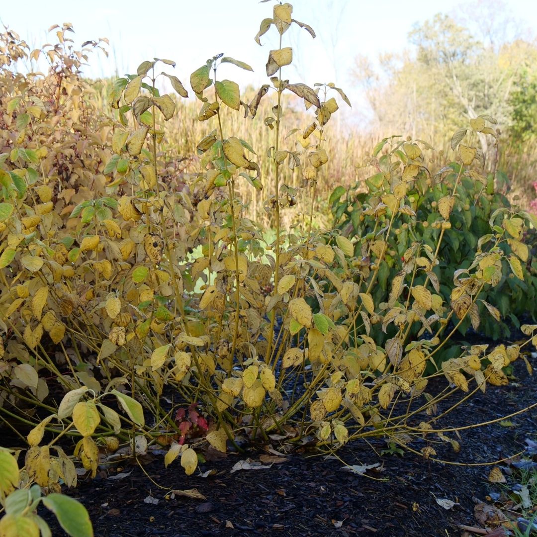 Cornus 'Arctic Fire Yellow' (PW)