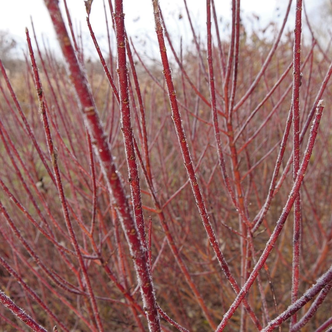 Cornus 'Arctic Fire Red' (PW)