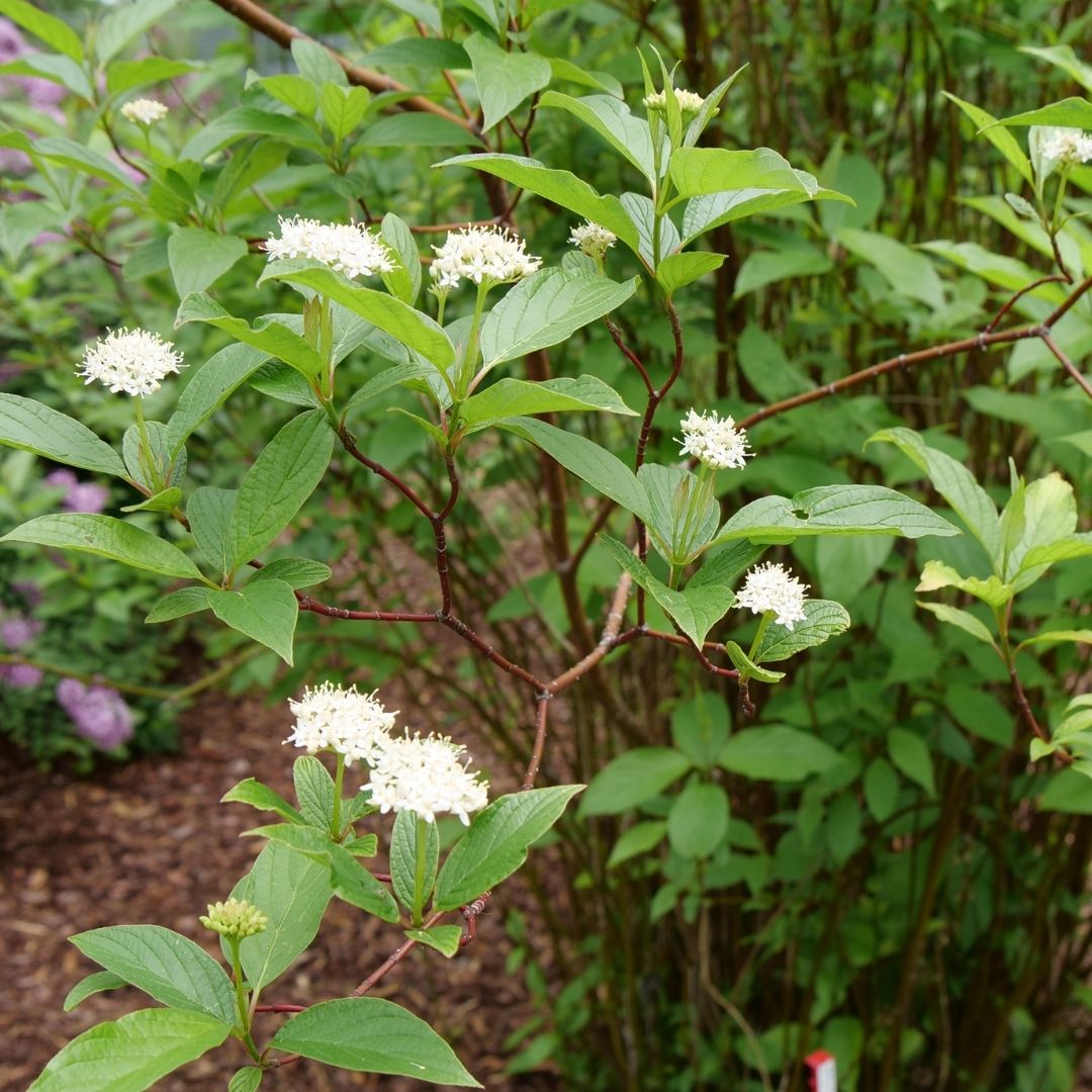 Cornus 'Arctic Fire Red' (PW)