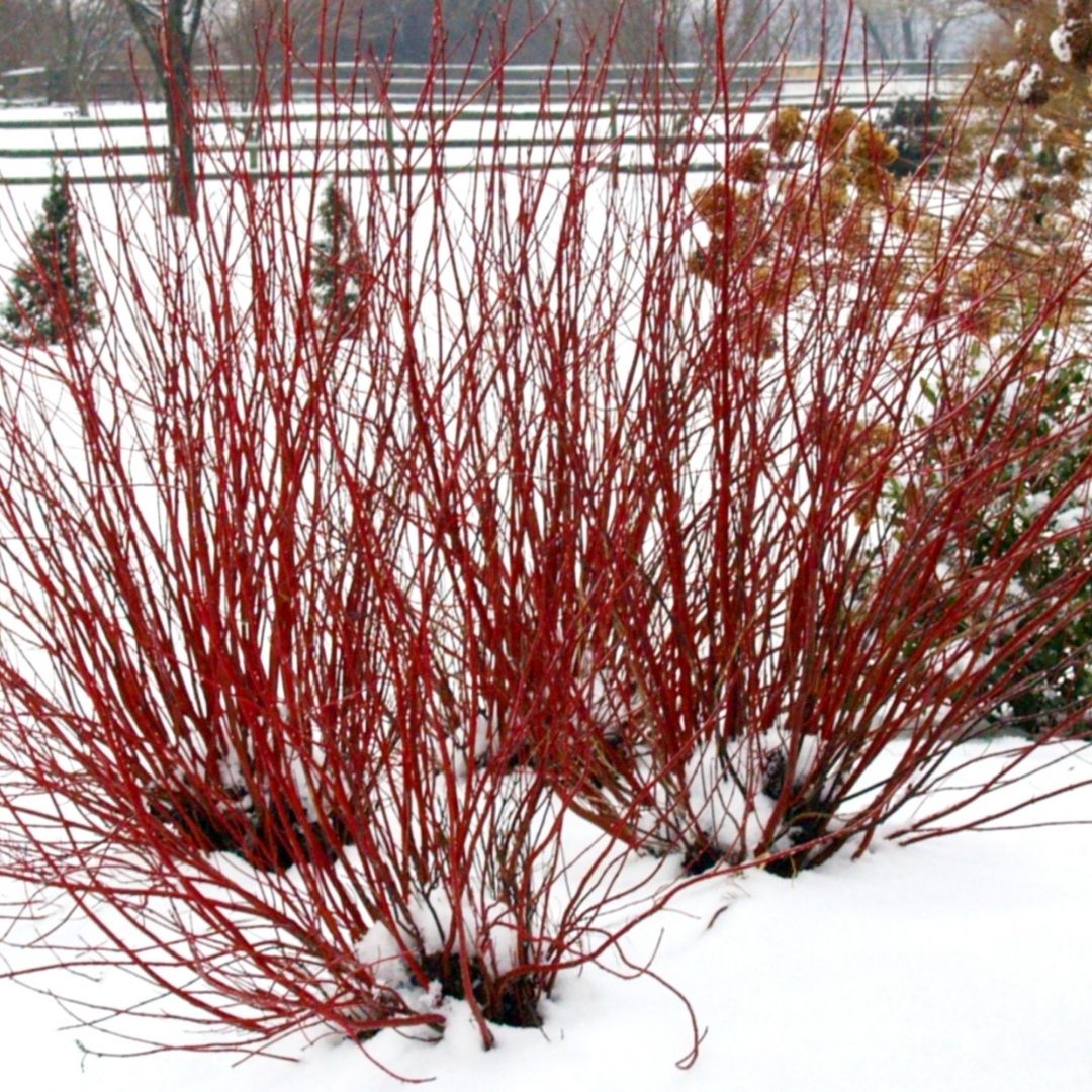 Cornus 'Arctic Fire Red' (PW)