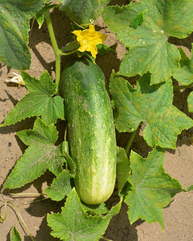 VEG - Cucumber - Homemade Pickles