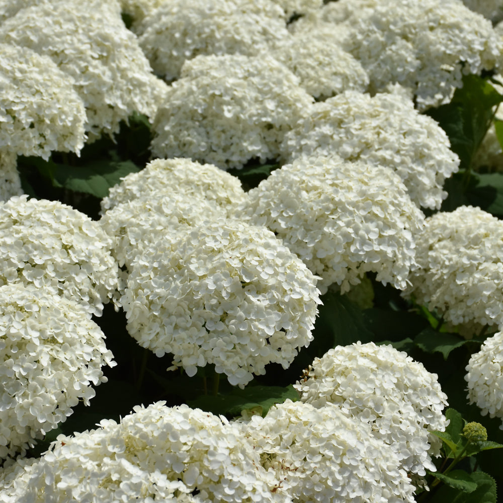 Hydrangea arb. Incrediball® (PW)