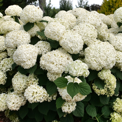 Hydrangea arb. Incrediball® (PW)