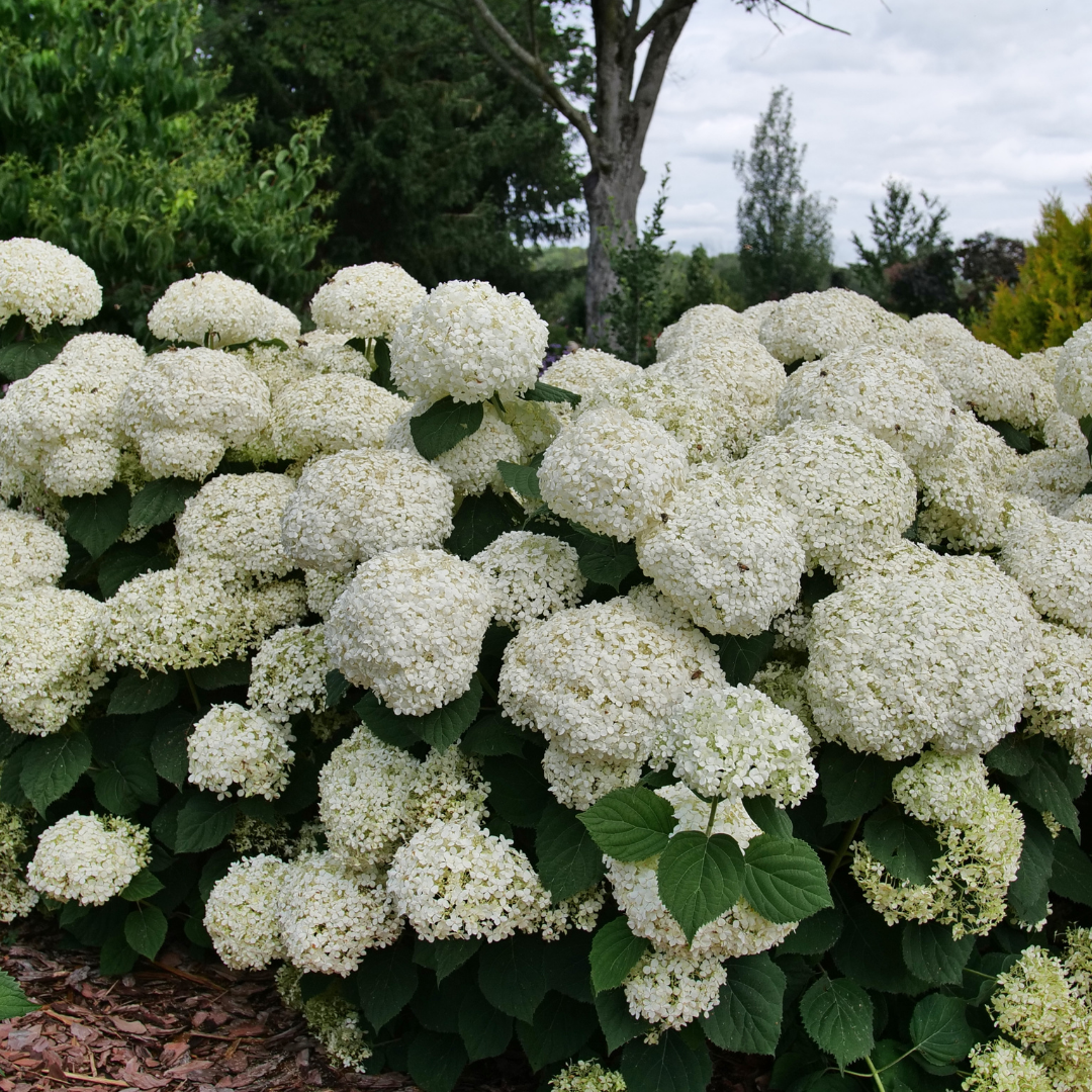 Hydrangea arb. Incrediball® (PW)