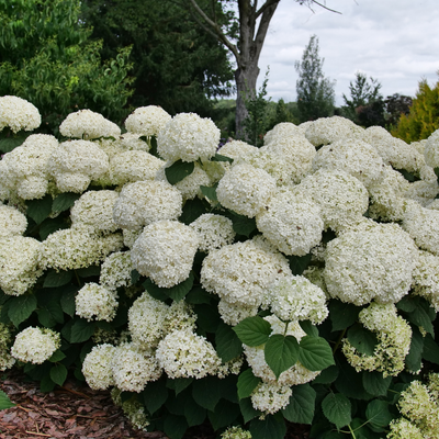 Hydrangea arb. Incrediball® (PW)