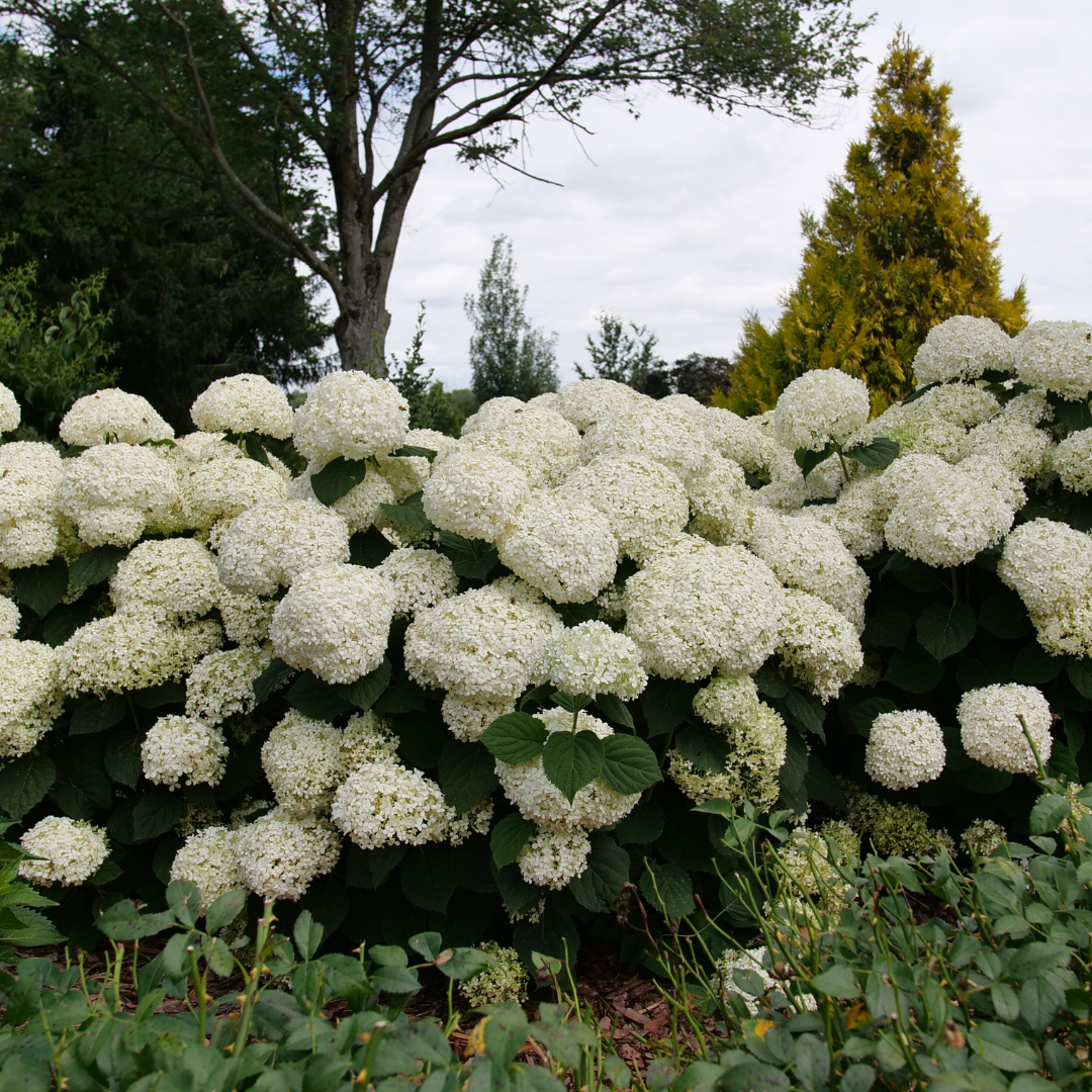 Hydrangea arb. Incrediball® (PW)