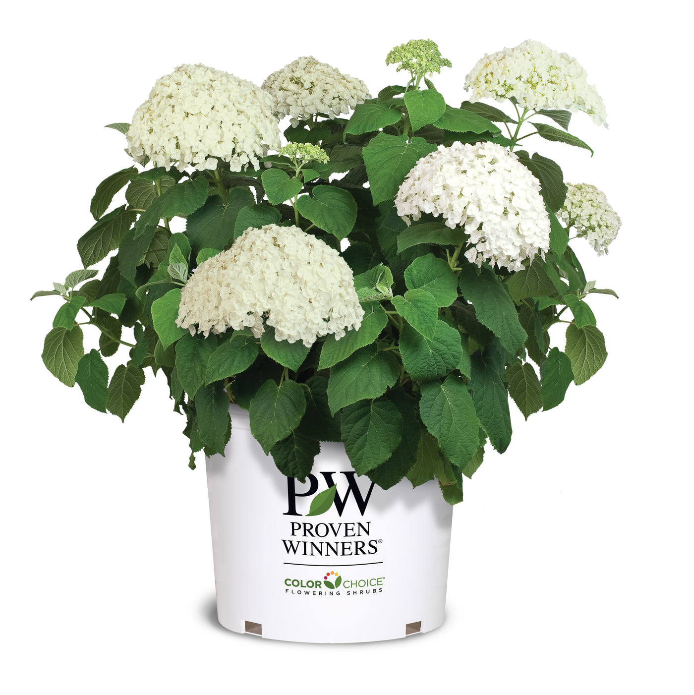 Hydrangea arb. Incrediball® (PW)