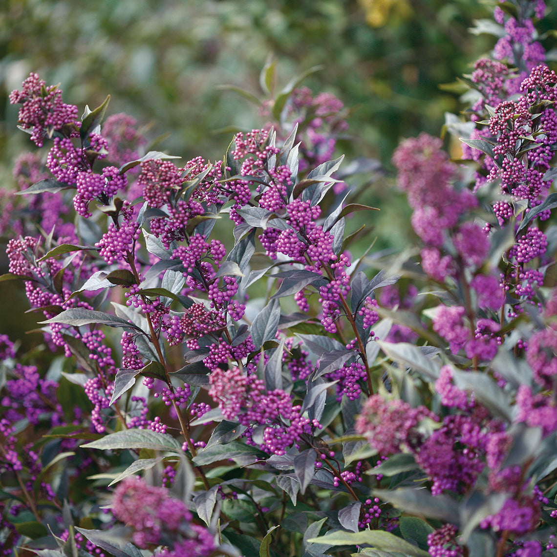 Callicarpa Pearl Glam® (PW)