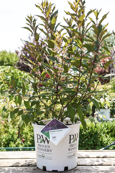 Callicarpa Pearl Glam® (PW)