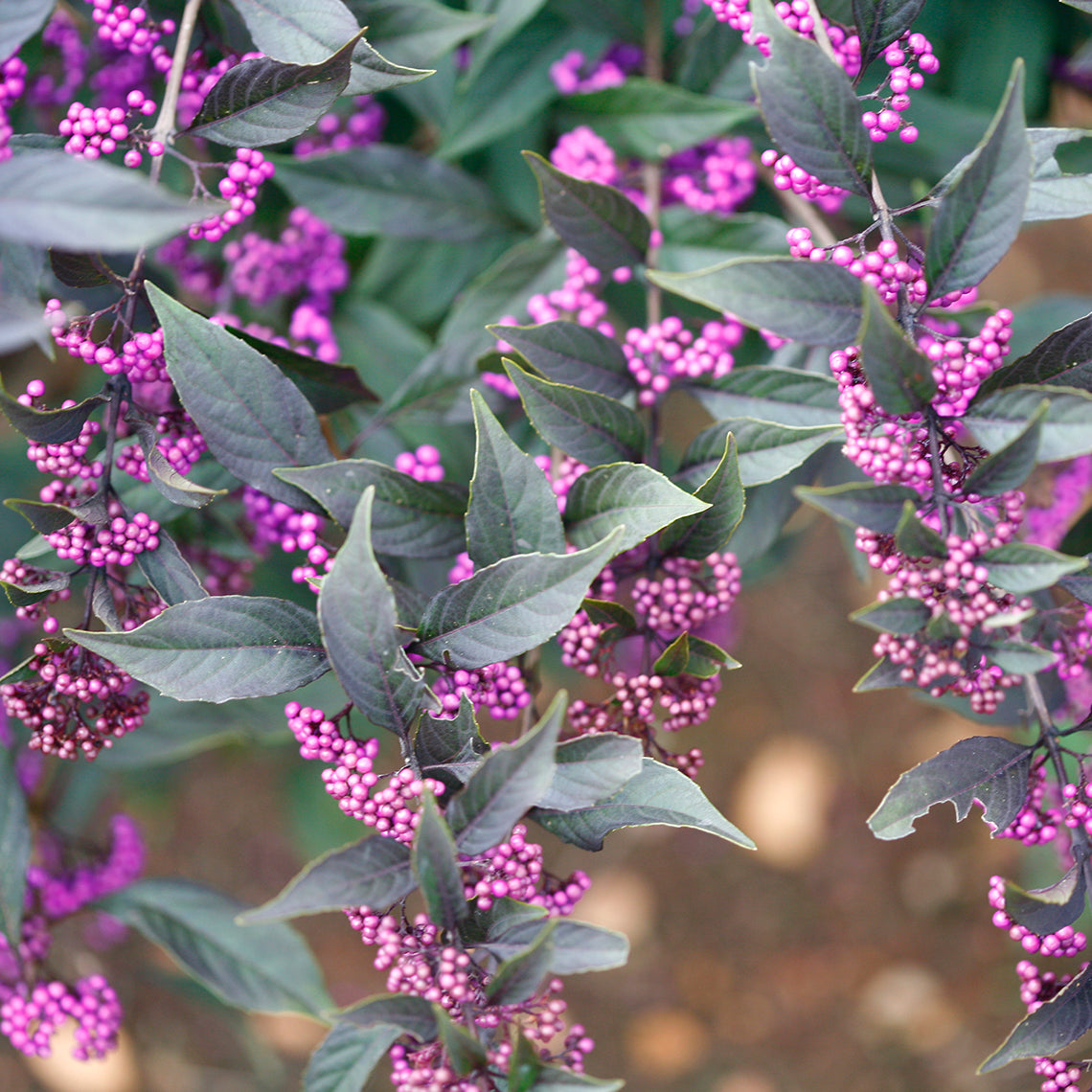 Callicarpa Pearl Glam® (PW)