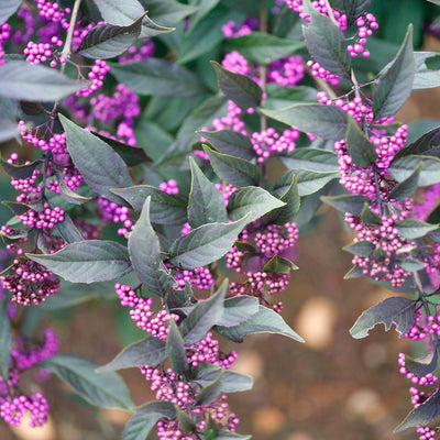 Callicarpa Pearl Glam® (PW)