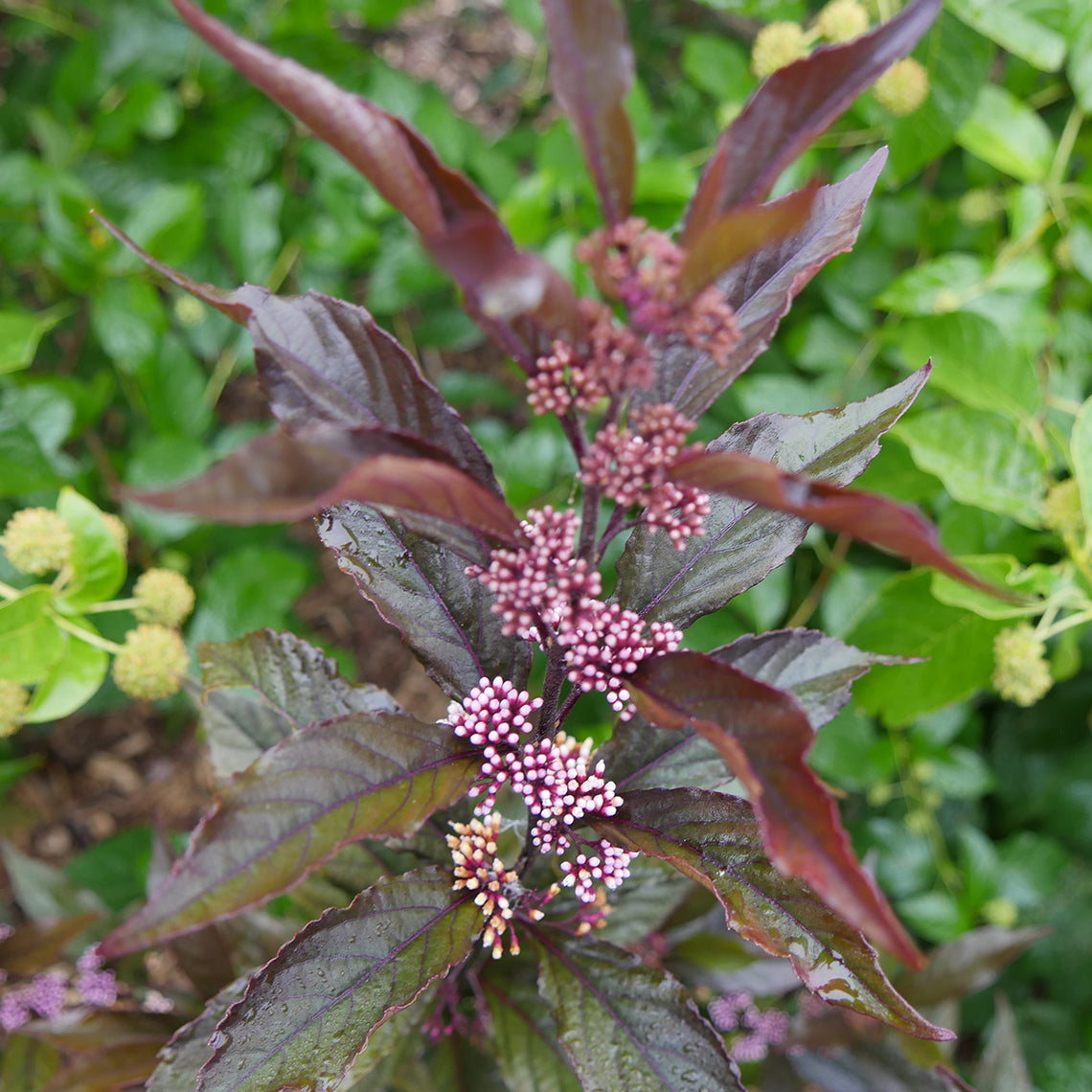 Callicarpa Pearl Glam® (PW)