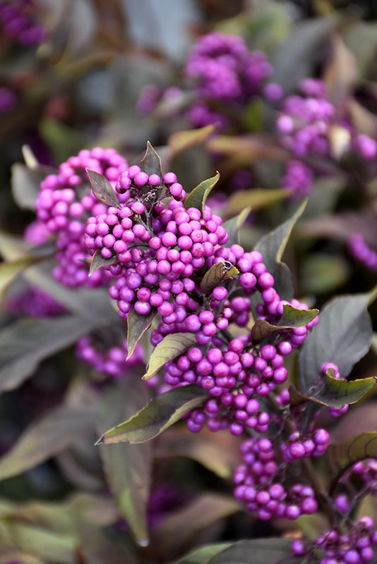 Callicarpa Pearl Glam® (PW)