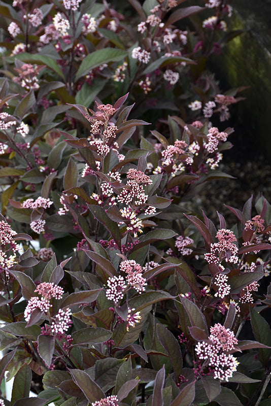 Callicarpa Pearl Glam® (PW)