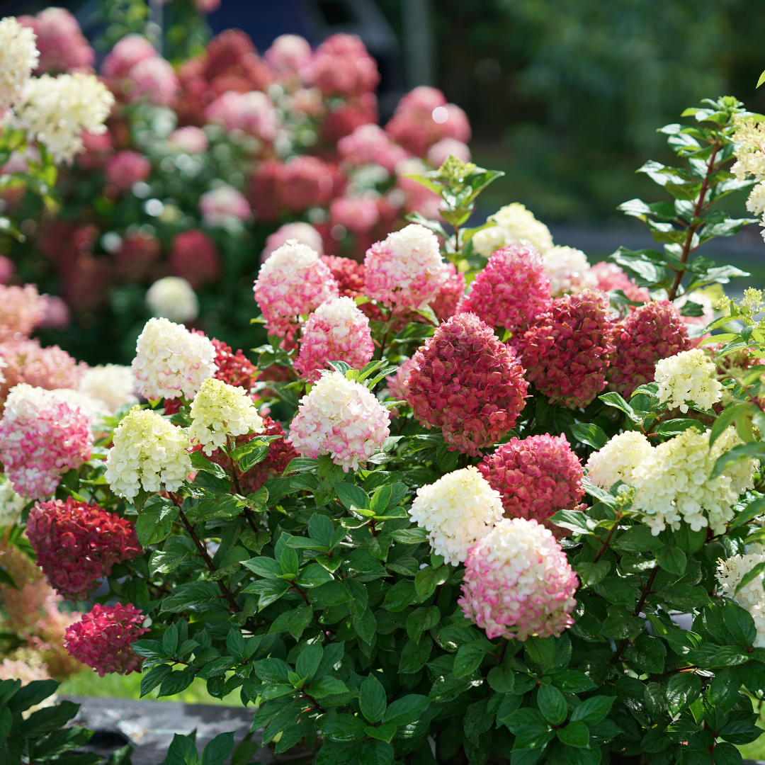 Hydrangea pan. Little Lime Punch® (PW)