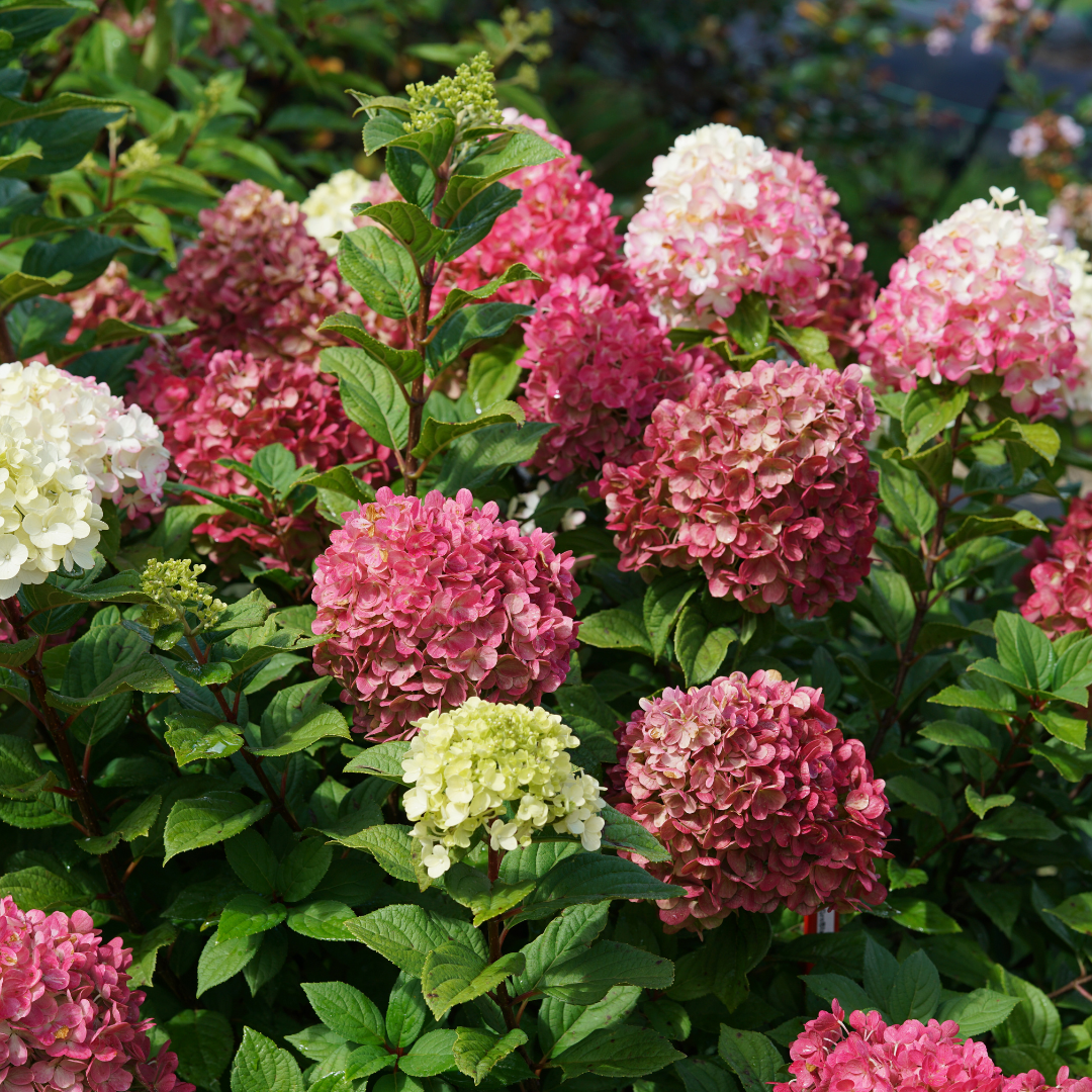 Hydrangea pan. Little Lime Punch® (PW)