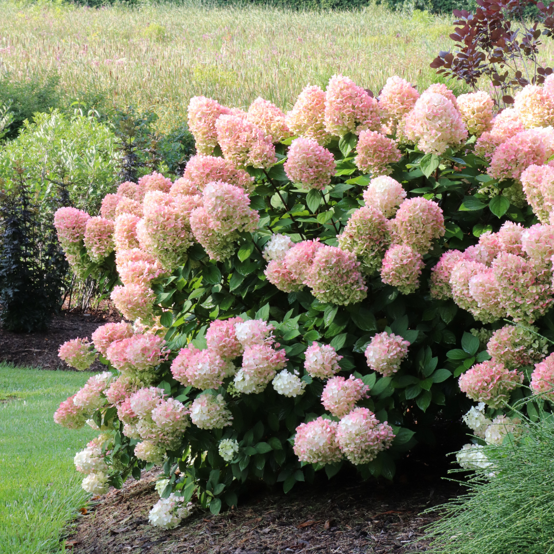 Hydrangea pan. Little Lime Punch® (PW)