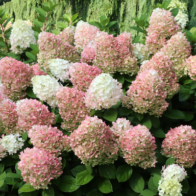 Hydrangea pan. Little Lime Punch® (PW)