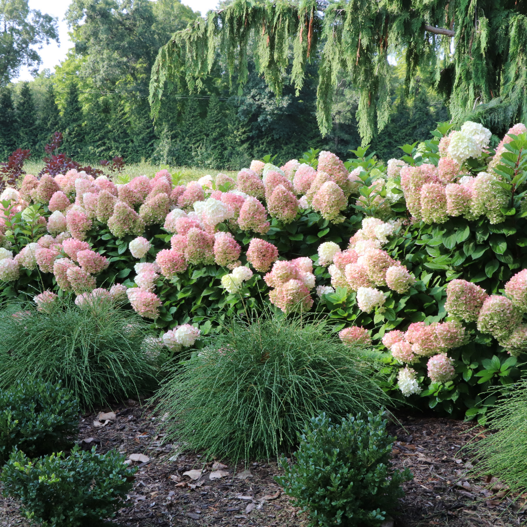 Hydrangea pan. Little Lime Punch® (PW)