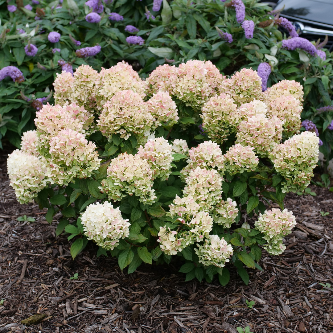 Hydrangea pan. Little Lime Punch® (PW)