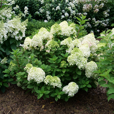 Hydrangea pan. Little Lime Punch® (PW)