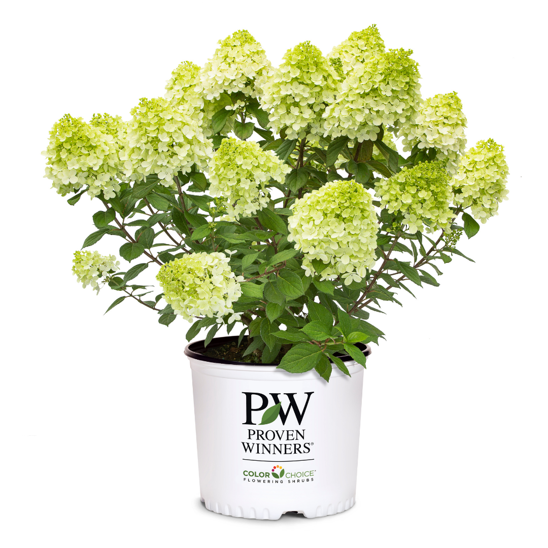 Hydrangea pan. Little Lime Punch® (PW)