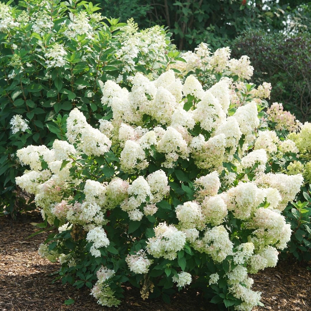 Hydrangea pan. Quick Fire Fab® (PW)