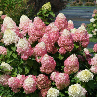 Hydrangea pan. Quick Fire Fab® (PW)