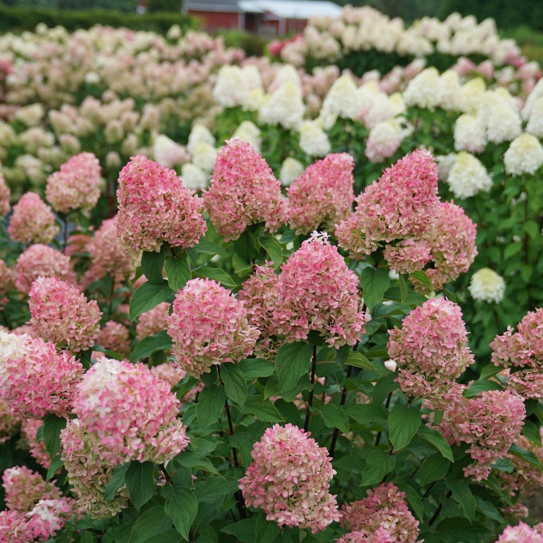 Hydrangea pan. Quick Fire Fab® (PW)