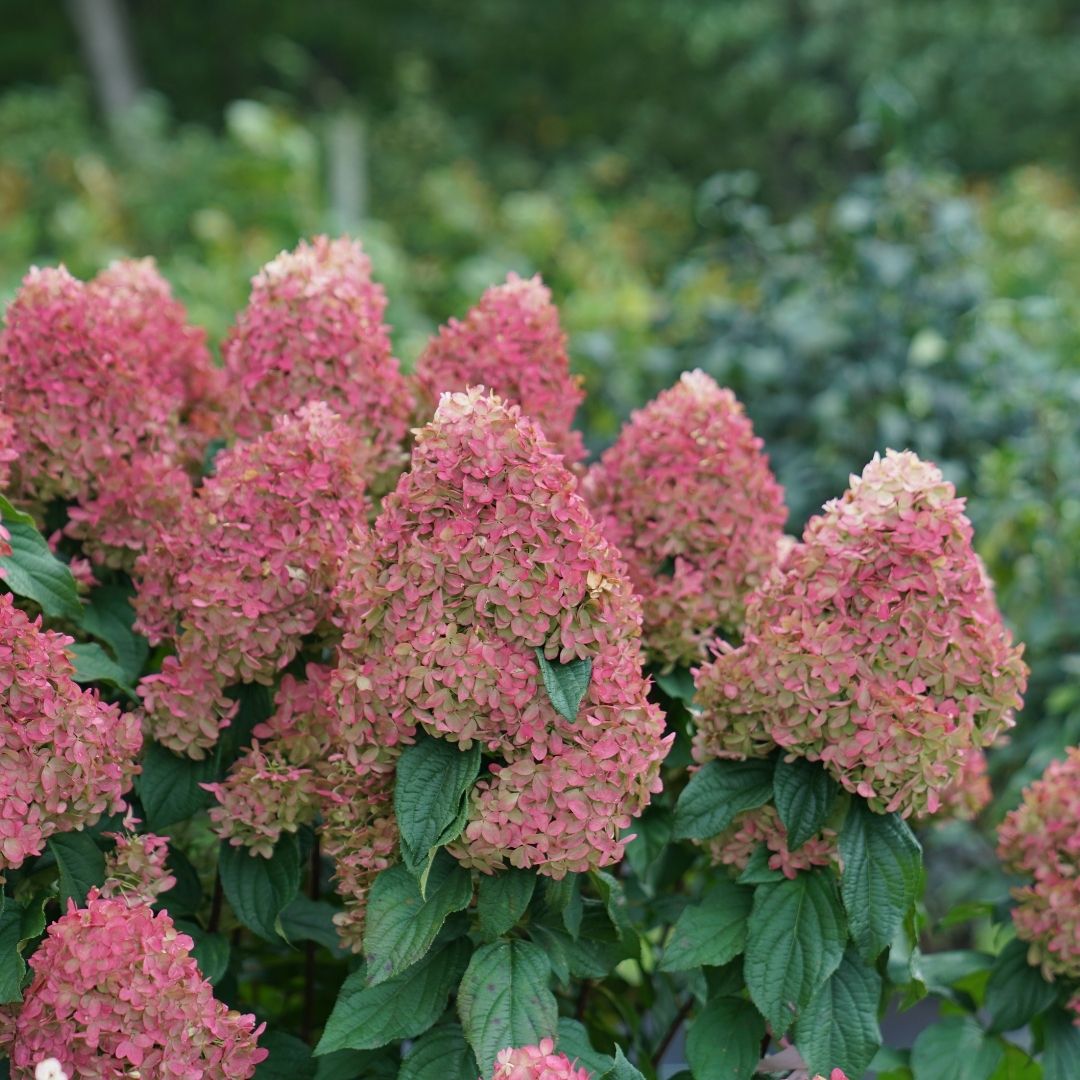 Hydrangea pan. Quick Fire Fab® (PW)