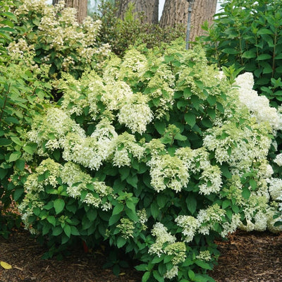 Hydrangea pan. Quick Fire Fab® (PW)