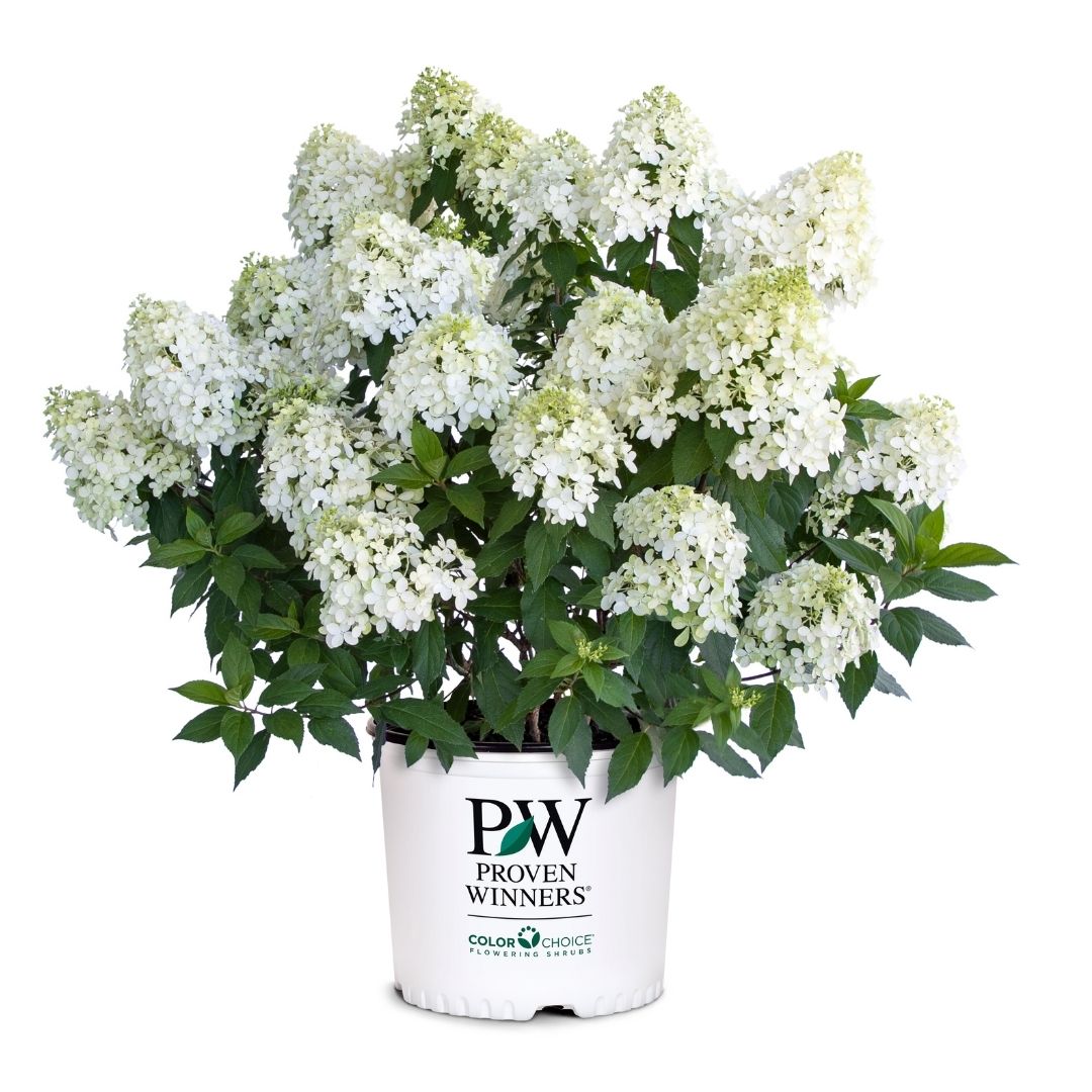 Hydrangea pan. Quick Fire Fab® (PW)